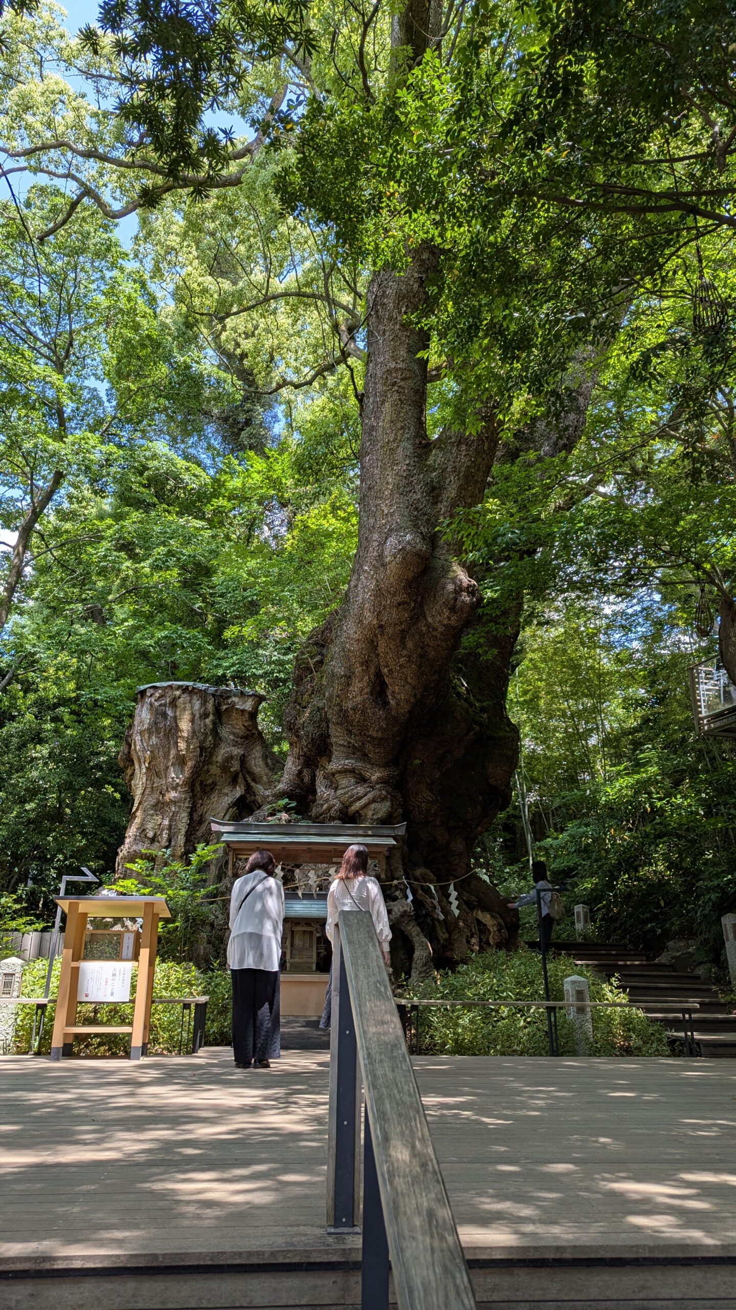 来宮神社の大楠